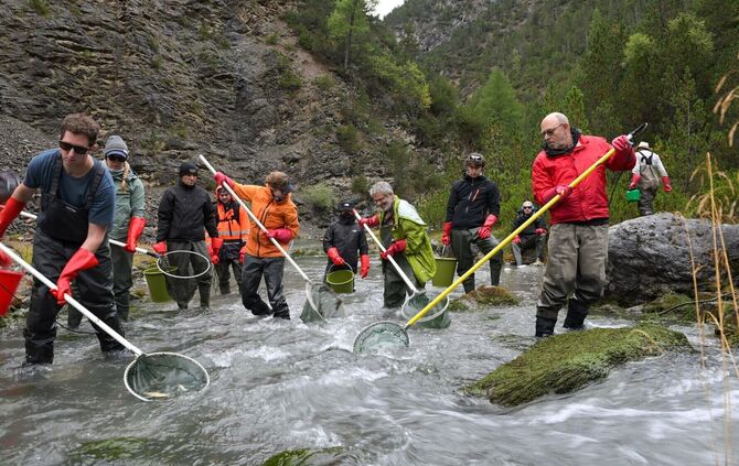 12.000 Fische werden umgesiedelt