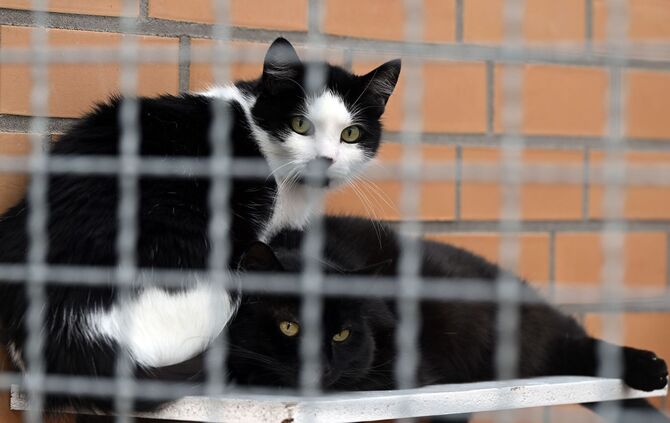 Katzen in einem Tierheim