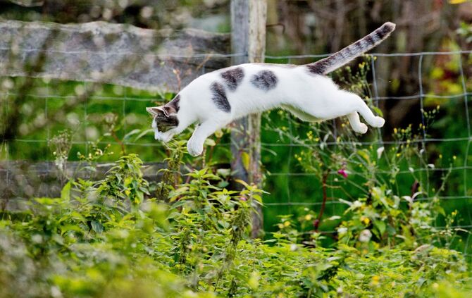 Katze im Garten