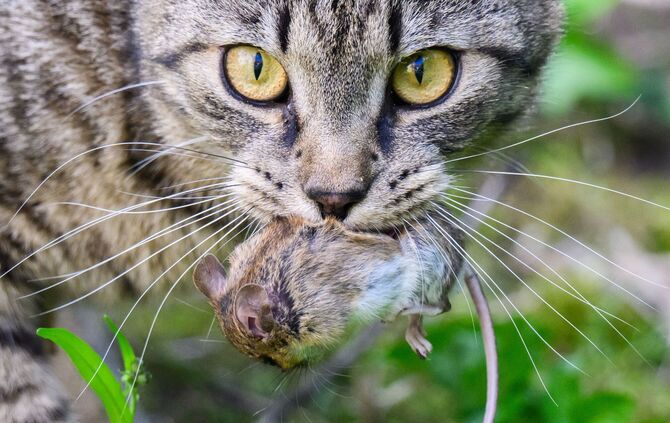 Katz-und-Maus-Spiel
