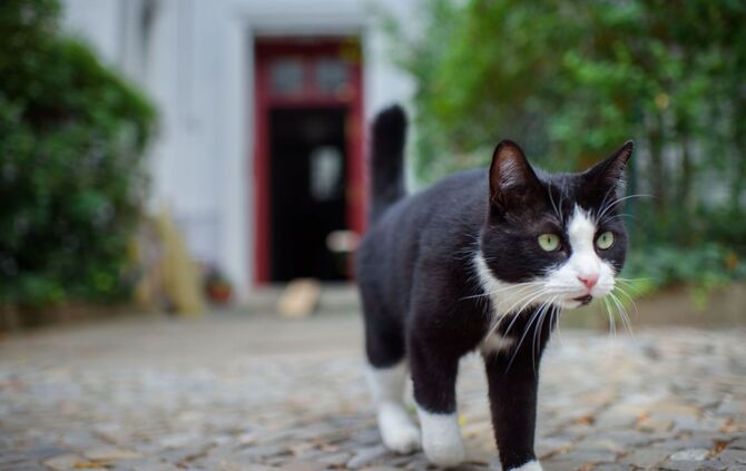 Kastrationspflicht für freilaufende Katzen?