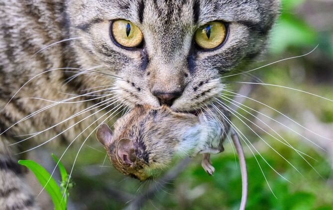 Katz-und-Maus-Spiel