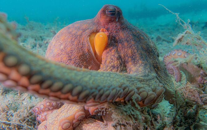 Wie Kraken ihre Arme nutzen
