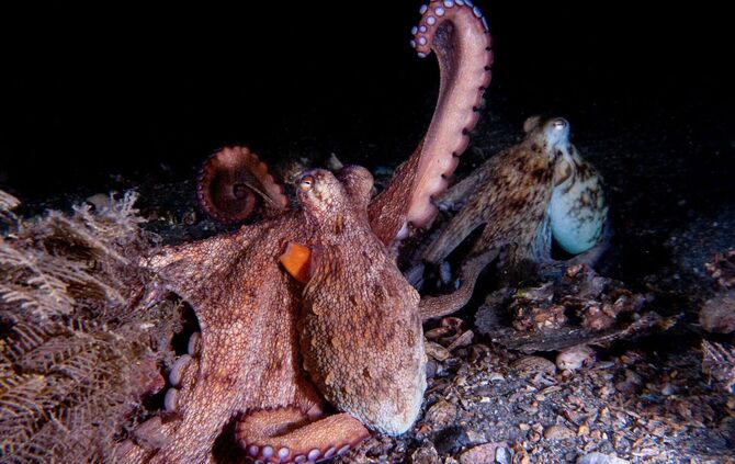 Wie Kraken ihre Arme nutzen