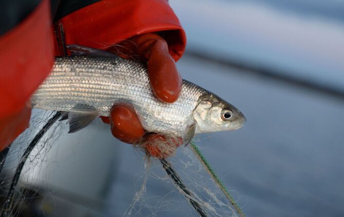 Fischerin mit Felchen am Bodensee