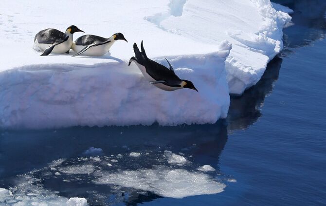 Kaiserpinguine in der Antarktis