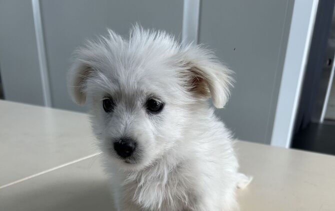 Zoll rettet acht Wochen alten Hundewelpen