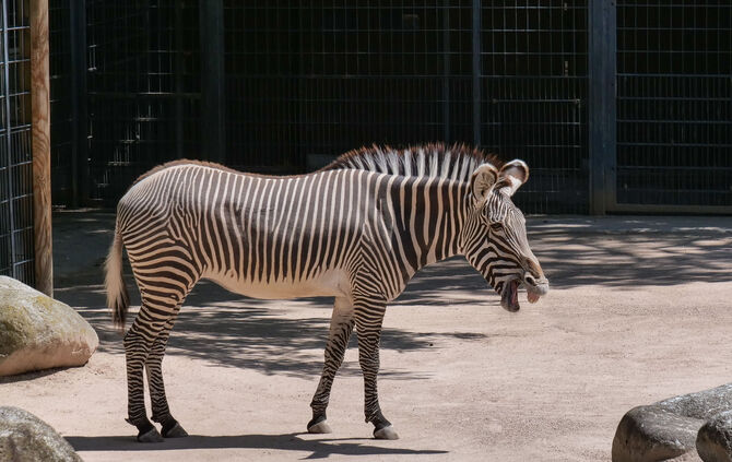 Zebra Wilhelma Stuttgart Grévy