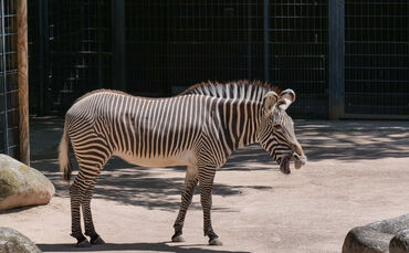 Zebra Wilhelma Stuttgart Grévy
