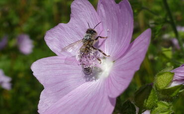 Blühflächen B29 Biene