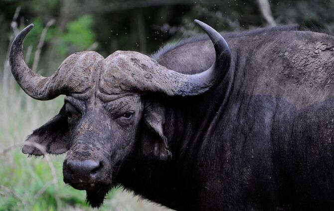 Kaffernbüffel