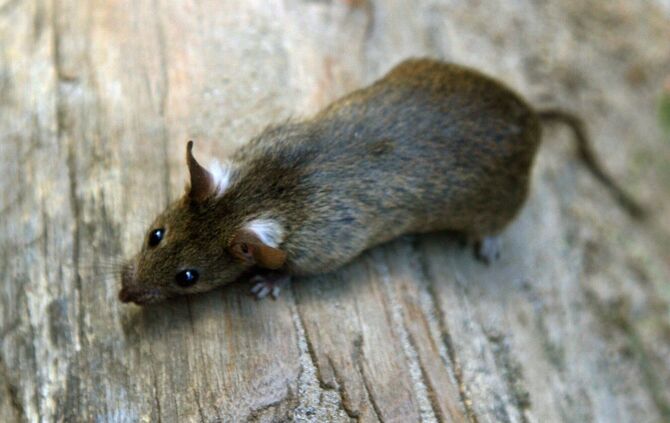 Mehr Ratten wegen der Corona-Pandemie?