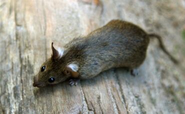 Mehr Ratten wegen der Corona-Pandemie?