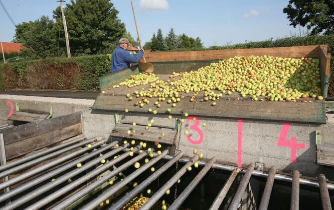 Bittenfeld Firma Petershans Apfelanlieferung -Saft