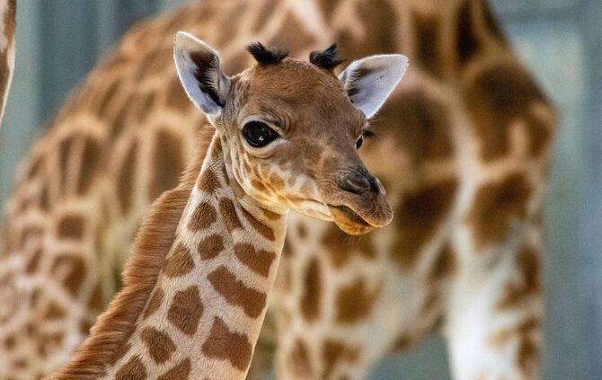 Giraffenbaby in Paris geboren