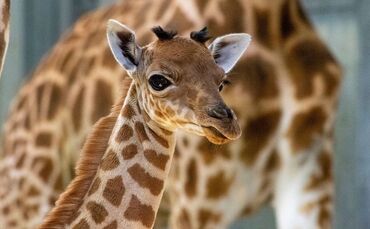 Giraffenbaby in Paris geboren