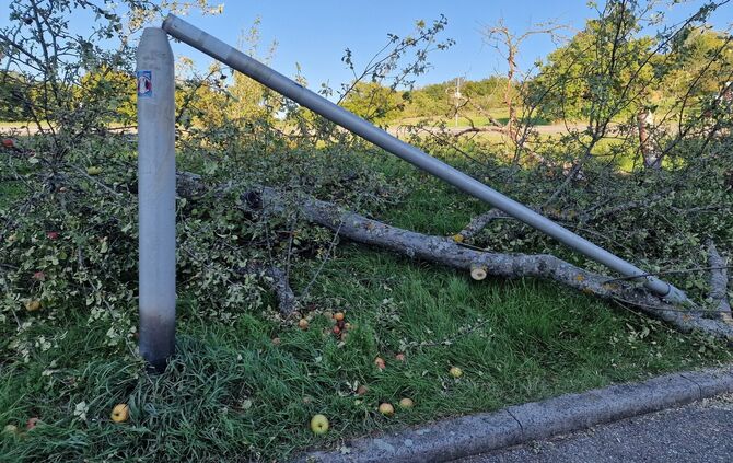 Baum in Breuningsweiler gefällt