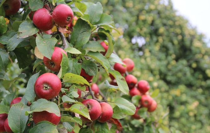 äpfel apfel apfelernte symbol symbolbild symbol symbolbild symbolfoto