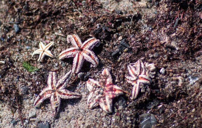 Seestern am Ostseestrand
