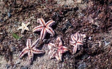 Seestern am Ostseestrand