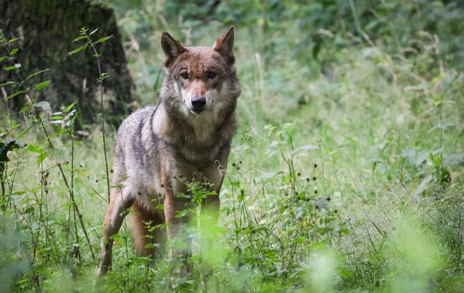 Wolf