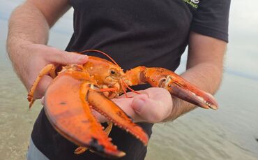 Seltener Hummer gefunden und wieder freigelassen