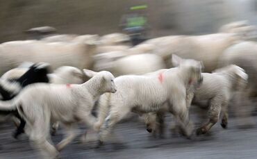 Schafherde mit Lämmern