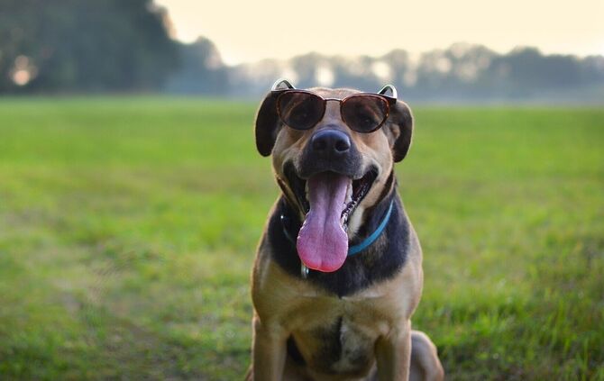 Hund Sommer Hitze Symbol Symbolbild Sonnenbrille - 1