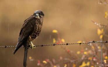 Neuseelandfalke zum Vogel des Jahres gewählt