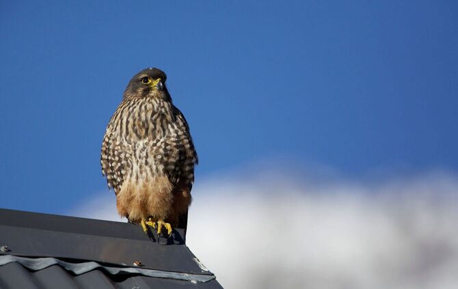 Neuseelandfalke zum Vogel des Jahres gewählt