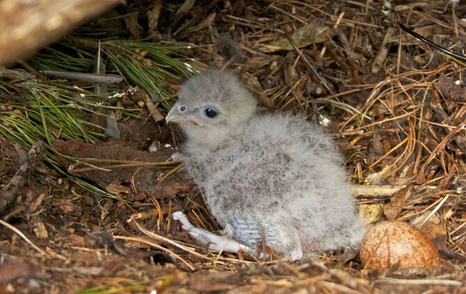 Neuseelandfalke zum Vogel des Jahres gewählt
