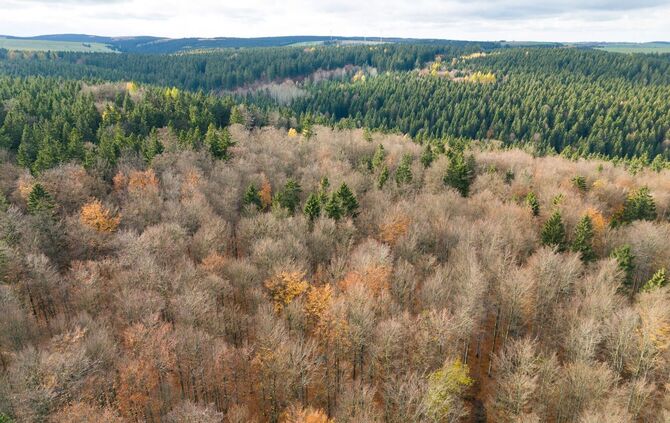 Wald