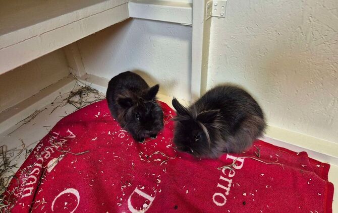 Mädchen findet Kaninchen in Schachtel - Polizei ermittelt