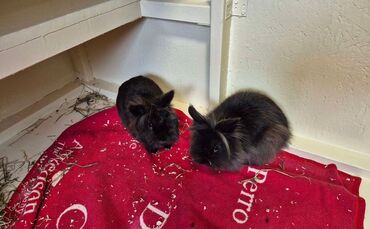 Mädchen findet Kaninchen in Schachtel - Polizei ermittelt