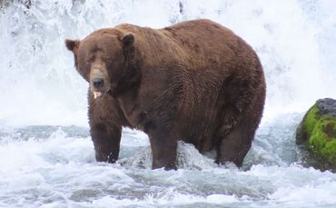 «Fat Bear»-Wahlen in USA