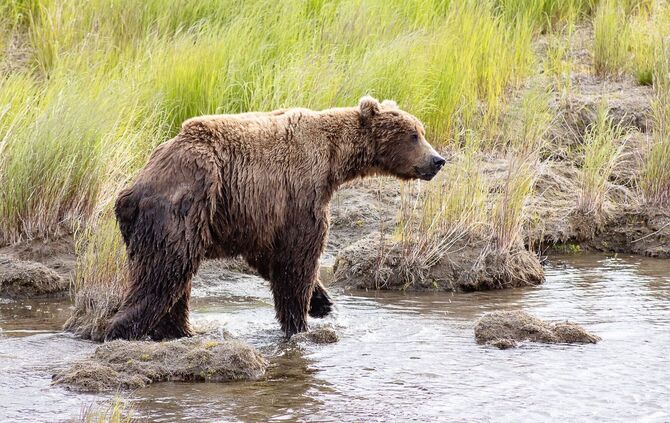Braunbär Nr. 856 im Finale bei "Fat Bear"-Wahlen