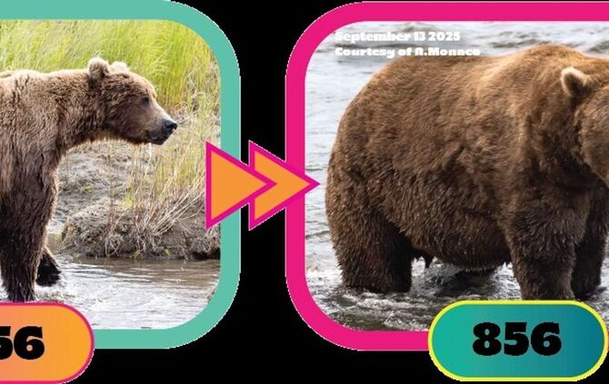 Braunbär Nr. 856 im Finale bei "Fat Bear"-Wahlen