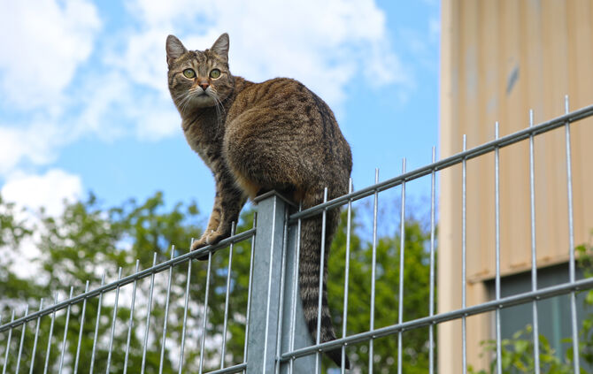 Katze Symbol Symbolfoto