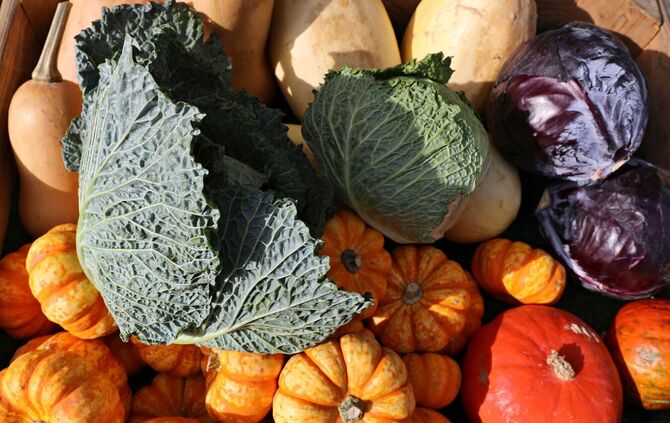 Herbst Markt Wochenmarkt Gemüse Kürbis Kohl Symbolbild