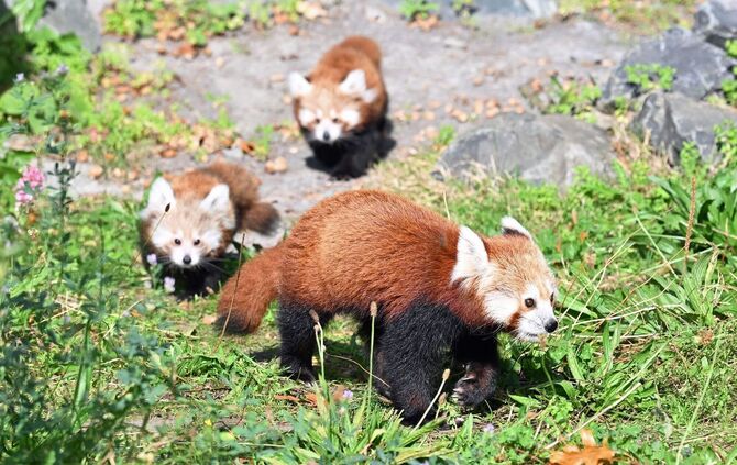 Nachwuchs bei den Kleinen Pandas im Erlebnis-Zoo Hannover