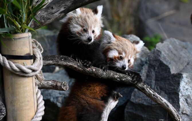 Nachwuchs bei den Kleinen Pandas im Erlebnis-Zoo Hannover