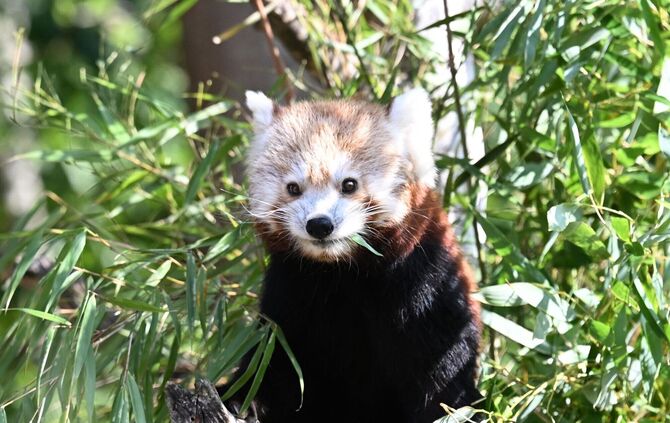 Nachwuchs bei den Kleinen Pandas im Erlebnis-Zoo Hannover
