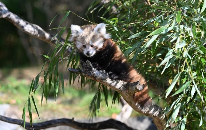 Nachwuchs bei den Kleinen Pandas im Erlebnis-Zoo Hannover