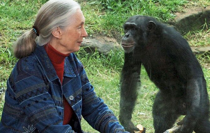 Primaten-Forscherin Jane Goodall ist tot