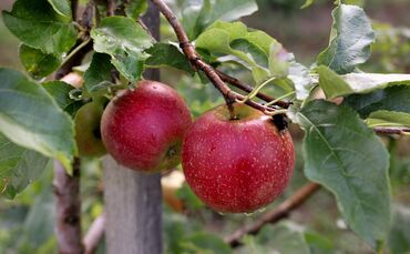 Obst Obstbau Apfel Äpfel Früchte Symbol Symbolfoto Symbolbild