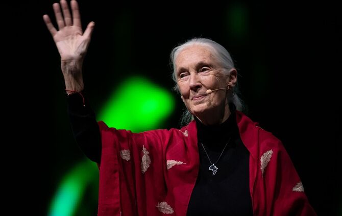 Primaten-Forscherin Jane Goodall ist tot