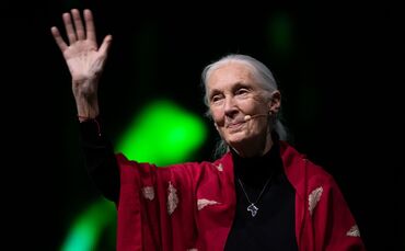 Primaten-Forscherin Jane Goodall ist tot