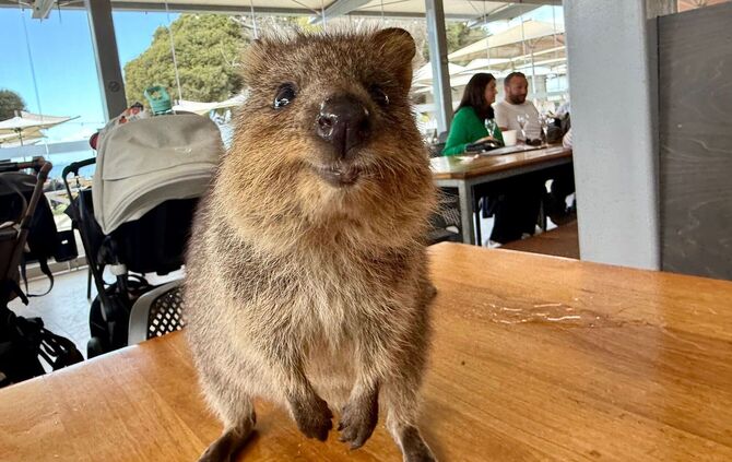 Quokkas auf Rottnest Island