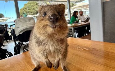Quokkas auf Rottnest Island