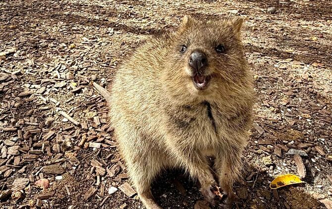 Quokkas auf Rottnest Island